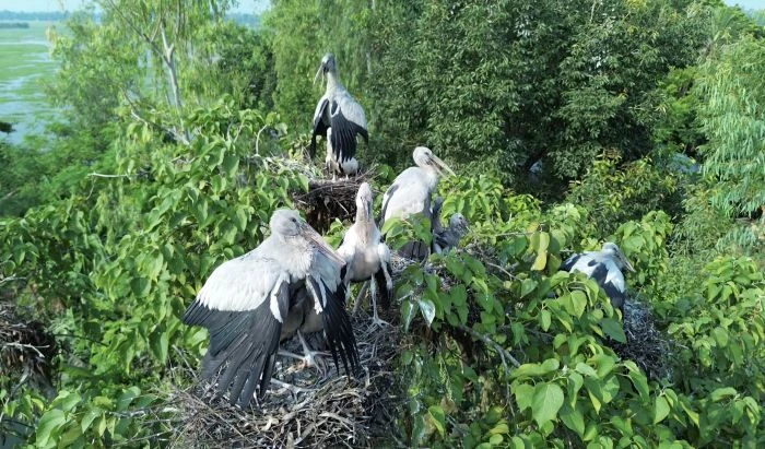 চলনবিলে এখন অতিথি পাখির রাজত্ব 